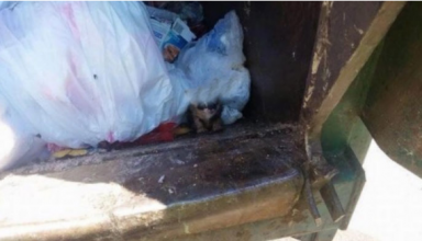 GARBAGE MAN FINDS DYING PET IN HIS TRUCK, KNOWS EXACTLY WHAT TO DO [PHOTOS]