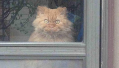 These Are 14 Of The Best Cat Pictures The Internet Has To Offer. I’m Dying Laughing!