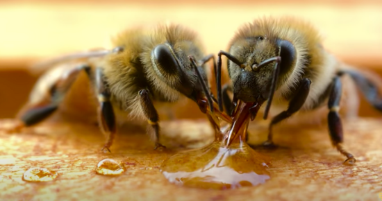 How Do Bees Make Honey